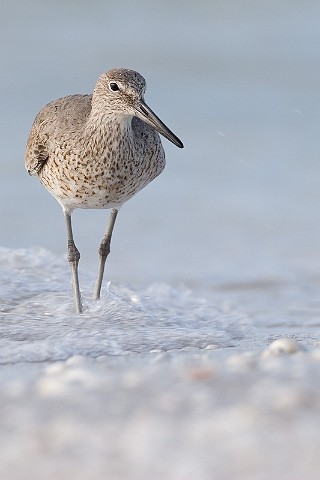 Schlammtreter Catoptrophorus semipalmatus Willet